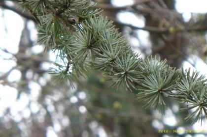 Cedrus atlantica